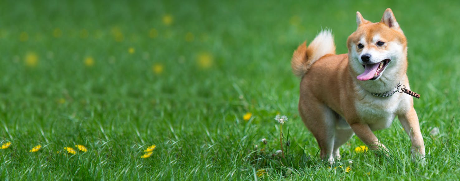 Dog Names Meaning Thrilled Popular Male And Female Names Wag 